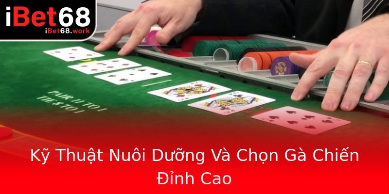 Kỹ Thuật Nuôi Dưỡng Và Chọn Gà Chiến Đỉnh Cao Kỹ Thuật Nuôi Dưỡng Và Chọn Gà Chiến Đỉnh Cao
